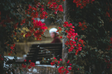 Telephoto shot of vivid red bougainvillea blossoms framing a park bench, selective focus on flowers with softly blurred silhouette of elderly woman sitting on a wooden park bench in background