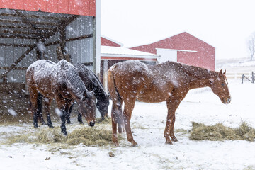 Three horses eating hay in a snowstorm in front of red sheds.