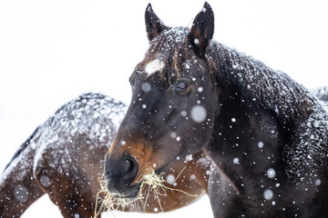 Close-up of the head of a bay mare eating hay in a snowstorm.