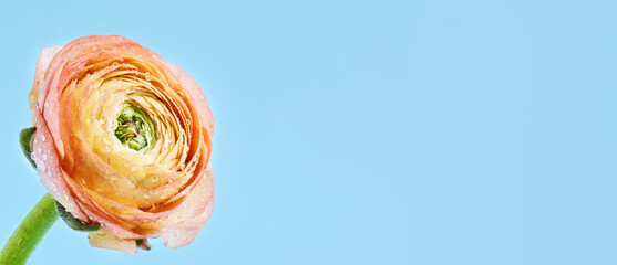 Ranunculus flower with soft petals against a light blue background. Banner, copy space