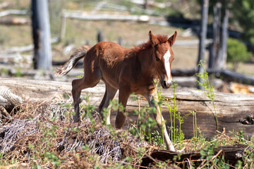 Baby wild horse walking through the burnt trees in the Apache Sitgreaves National Forest mountains in Heber Arizona United States