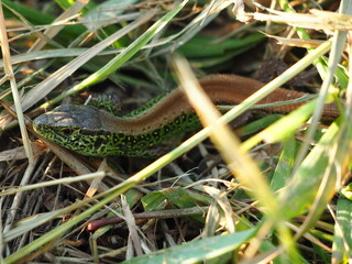 Fototapeta premium green lizard on the grass
