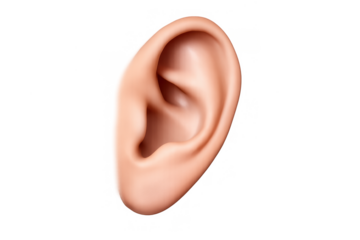 Human ear depicting detailed external anatomy and organ for hearing, showing realism with a transparent background
