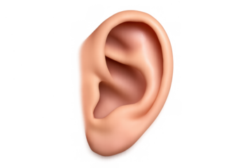 Human ear organ listening and receiving sound waves. Isolated realistic anatomy of sensory hearing system on transparent background