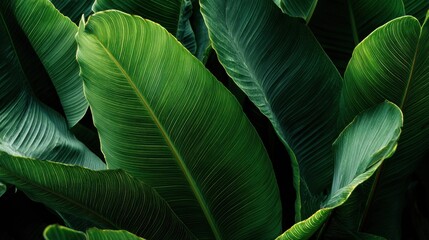Lush green banana leaves with natural texture and light, tropical background, exotic nature close-up