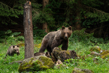 The brown bear is searching for food in the forest. A female bear with its cubs in the forest. A bear in the Carpathian Mountains in Romania.