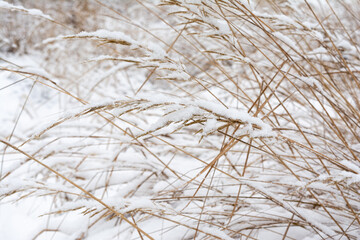 Close-up of snow-dusted dry reeds in a winter marsh, with light frost on golden-brown stems. Serene natural scene evoking tranquility. Ideal for atmospheric backgrounds, nature.