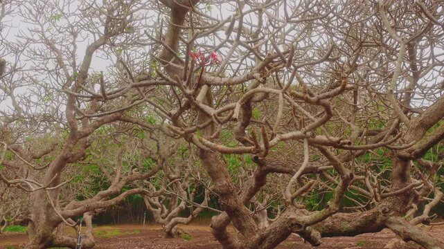 A grove of large, mature plumeria trees with gnarled, intertwining, leafless branches under an overcast sky at the Koko Crater Botanical Garden in Honolulu, Hawaii. The unique, sculptural form of the 