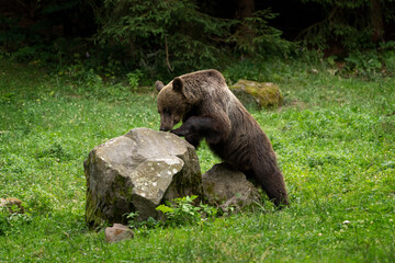 The brown bear is searching for food in the forest. A female bear with its cubs in the forest. A bear in the Carpathian Mountains in Romania. © prochym