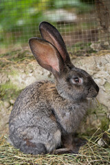 Fototapeta premium a beautiful grey domestic rabbit is grazing and walking in the enclosure outdoors