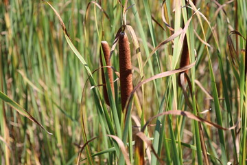 Obraz premium bullrushes, cattails with mixed autumn green, brown colors in bright sunshine (macro, close-up, seasonal)