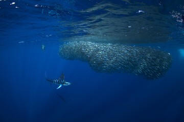 Striped marlins hunt in schools of sardines. The Kajikia audax hunts in the clear blue waters near Magdalena Bay in Mexico. It is one of the fastest fish in the ocean, with a long sword on its head.