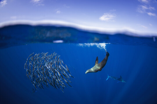 California sea lion hunt in schools of sardines. The zalophus californianus hunts in the clear blue waters near Magdalena Bay in Mexico. 