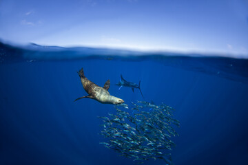 California sea lion hunt in schools of sardines. The zalophus californianus hunts in the clear blue waters near Magdalena Bay in Mexico. 