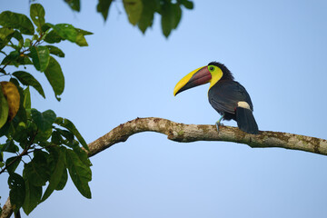 Black-mandibled Toucan perched on branch in Costa Rica rainforest