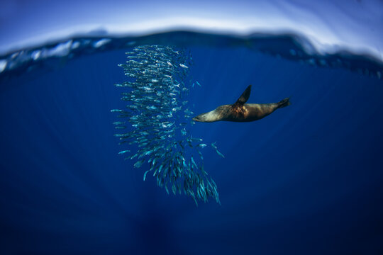 California sea lion hunt in schools of sardines. The zalophus californianus hunts in the clear blue waters near Magdalena Bay in Mexico. 