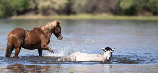 Red Bay and Dapple Gray wild horse stallions fighting in the water in the Salt River near Mesa Arizona United States