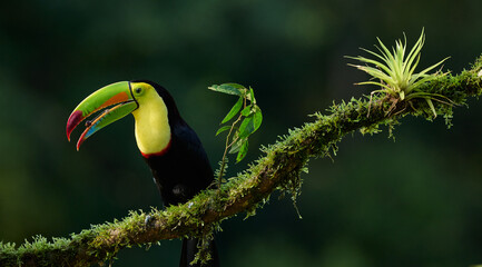 Keel-billed toucan perched on mossy branch in Costa Rica rainforest