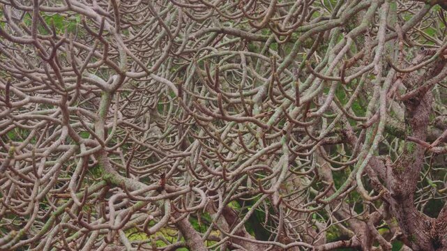 A detailed, abstract shot of the dense, gnarled, and intertwining branches of a plumeria grove in its dormant, leafless state. The natural, sculptural forms create a complex, textured background. The 
