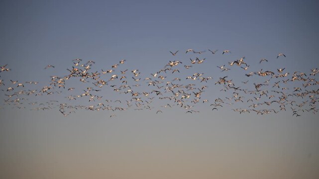 large flock of snow geese in flight