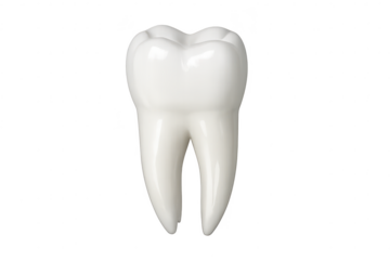 Dental molar model on transparent background, for medical illustration.