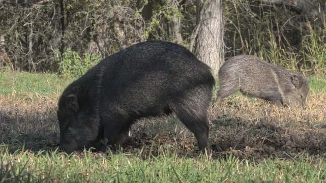 Javelinas grazing in grass