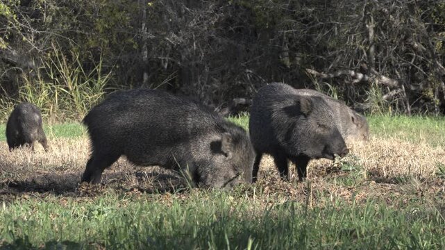Javelinas grazing in grass