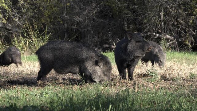 Javelinas grazing in grass