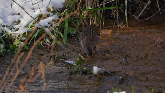 Water Rail &middot; Rallus aquaticus in wild