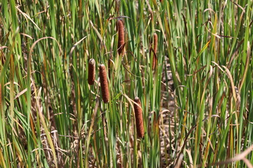 Obraz premium brown cattails, slender green, orange autumn colors of bullrushes (reeds) in sunshine (macro, close-up)