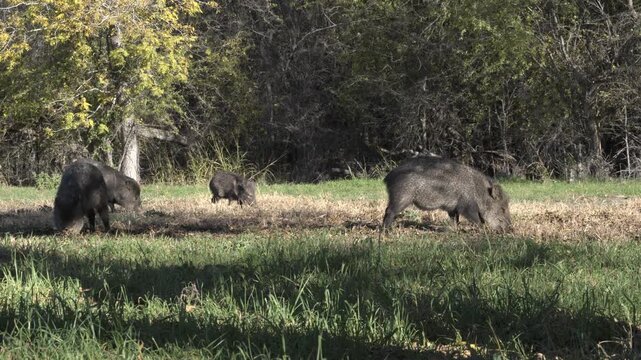 Javelinas grazing in grass