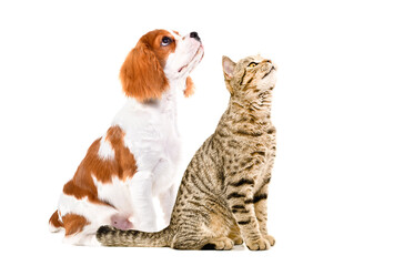 Cute Scottish Straight cat and Spaniel puppy sitting  together, looking up, side view, isolated on white background