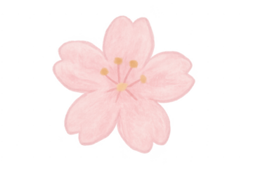 Pink watercolor sakura blossom transparent background