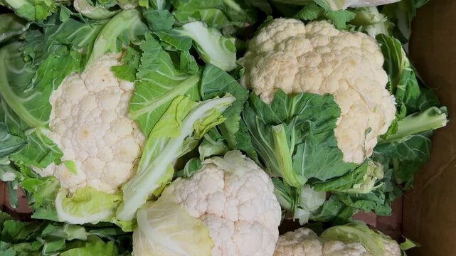 Cauliflowers arranged in cardboard boxes, tracking shot from a top view