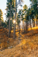 Obraz premium sunlight through pine forest in autumn 