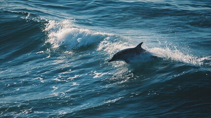 Fototapeta premium A dolphin swims through the ocean waves, showcasing its agility and playfulness in its natural habitat.