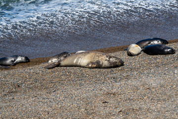 Fototapeta premium Southern Elephant Seal Mirounga leonina