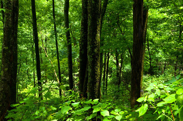 Closeup of South Carolina USA Green Forest