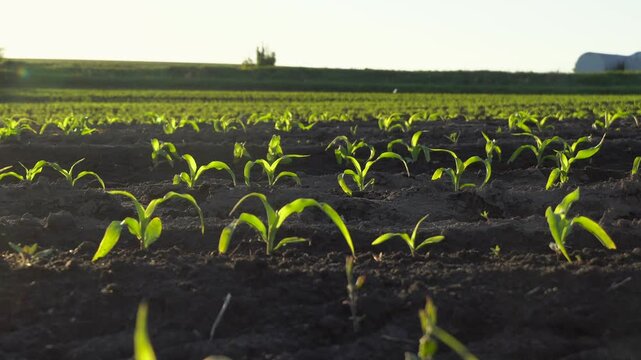 Young plants are visible in neat rows stretching across the field. The sun is shining, and the soil looks dark and rich. A farming landscape shows growth