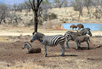 Wild Zebra in Africa