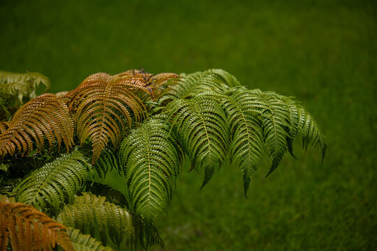 Tree Fern (Cibotium glaucum) on Kauai, HI