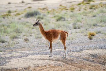 Guanaco (Lama guanicoe), Peninsula Valdez, Chubut, Argentina