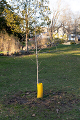 Young tree standing in grassy park area, protected by trunk guard