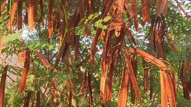 Dry brown seed pods gently swaying on tree branches with green leaves in warm sunlight