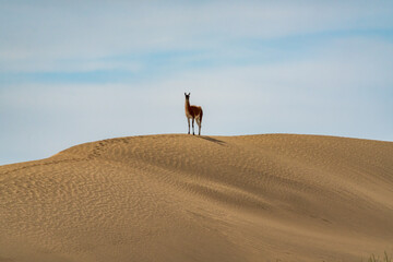 Guanaco (Lama guanicoe), Peninsula Valdez, Chubut, Argentina