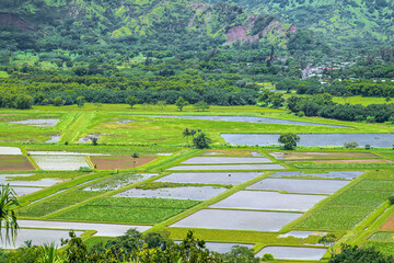 Taro or Kalo (Colocasia esculenta) Plantation on Kauai, HI