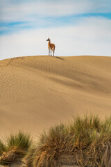 Guanaco (Lama guanicoe), Peninsula Valdez, Chubut, Argentina