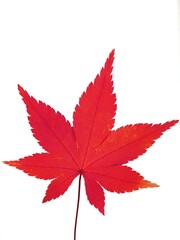 Tokyo, Japan - December 22, 2025: One red Japanese maple leaf or fall foliage on white background
