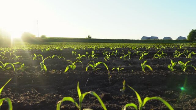Young corn plants grow in rows in a field at sunset. The light shines on the plants, creating shadows on the soil. A peaceful rural atmosphere is present
