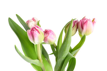 Obraz premium Pink tulip flowers on white background